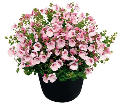 Diascia barberae Appleblossom- диасция каскадна бяло-розова(221)